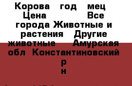 Корова 1 год 4 мец › Цена ­ 27 000 - Все города Животные и растения » Другие животные   . Амурская обл.,Константиновский р-н